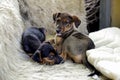 Two small stray dogs resting.