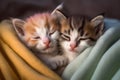 Two small striped domestic kittens sleeping at home