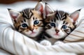 Two small striped domestic kittens sleeping hugging each other at home. cute adorable pets cats. Royalty Free Stock Photo