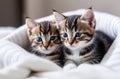 Two small striped domestic kittens sleeping hugging each other at home. cute adorable pets cats. Royalty Free Stock Photo