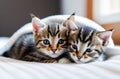 Two small striped domestic kittens sleeping hugging each other at home. cute adorable pets cats. Royalty Free Stock Photo