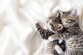 Two small striped domestic kittens sleeping hugging each other at home lying on bed white blanket funny pose. cute Royalty Free Stock Photo