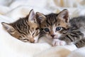 Two Small striped kittens sleeping on bed white light blanket. Concept of domestic adorable pets