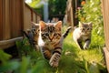 two small tabby cats running on the grass outside together