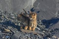 Two small tabby kittens are sitting on the background of black rocks. A series of photographs with kittens