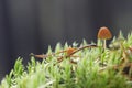 Two small toadstools closeup Royalty Free Stock Photo