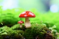 Two small toadstools on a green background Royalty Free Stock Photo