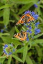 Two small tortoiseshell butterflies on blue flower Royalty Free Stock Photo