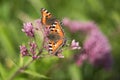 Two small tortoiseshells on purple flowers Royalty Free Stock Photo