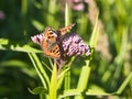 Two small tortoiseshells on the same purple flower Royalty Free Stock Photo