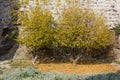 Two Small Trees against a Medieval Building Wall Royalty Free Stock Photo