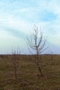 Two small trees in the evening steppe. Autumn landscape Royalty Free Stock Photo