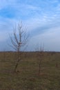 Two small trees in the evening steppe. Autumn landscape Royalty Free Stock Photo