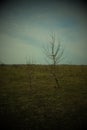 Two small trees in the evening steppe. Autumn landscape, vignette Royalty Free Stock Photo