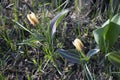 Two small tulips yellow red color looking into sun