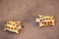 Two small turtle statue on sandstone floor Royalty Free Stock Photo
