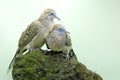 Two Small Turtledoves Are Foraging On A Rock Overgrown With Moss.