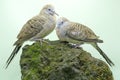 Two Small Turtledoves Are Foraging On A Rock Overgrown With Moss.