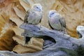 Two Small Turtledoves Resting On A Dry Tree Trunk.