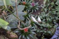 Two small white birds on a branch Royalty Free Stock Photo