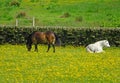 Two small white and brown ponies grazing in a field of yellow spring flowers against a stone wall in front of a meadow Royalty Free Stock Photo