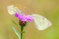 Two small white butterflies on the flower awaits dawn Royalty Free Stock Photo