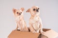 Two small white chihuahua dogs peeking out of a cardboard box