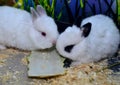 Two small white decorative rabbits eat cabbage