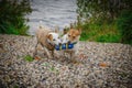 Two small white dogs play with a toy in their teeth Royalty Free Stock Photo