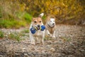 Two small white dogs play with a toy in their teeth Royalty Free Stock Photo