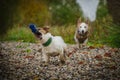 Two small white dogs play with a toy in their teeth Royalty Free Stock Photo