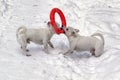 Two small white dogs play with red rubber hoop in the snow Royalty Free Stock Photo