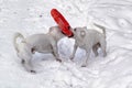 Two small white dogs play with red rubber hoop in the snow Royalty Free Stock Photo