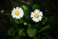 Two small white field daisies with yellow center Royalty Free Stock Photo
