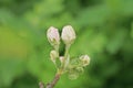 Two small white flower buds on a branch of an apple tree Royalty Free Stock Photo