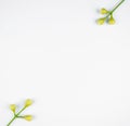 Two small white flower buds with three buds each on a white isolated background