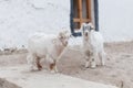 Two small white furry baby goat outside house