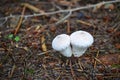 Two small white mushrooms in the green forest Royalty Free Stock Photo