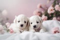 two small white puppies laying on a bed of pink flowers