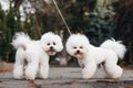 Two small white puppy Bichon Frize on the street