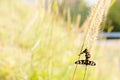 Two small white, yellow and black butterflies sit on a grass flo Royalty Free Stock Photo
