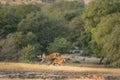 Two small wild playful tiger cubs playing or fighting with each other and learning skills to survive in forest in safari at Royalty Free Stock Photo