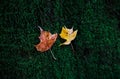 Two small yellow autumn maple leaves on green moss Royalty Free Stock Photo