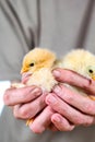 Two small yellow chickens in the hands Royalty Free Stock Photo