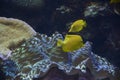 Two small yellow fish in the ocean Royalty Free Stock Photo