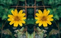 Two small yellow flower in nature Royalty Free Stock Photo