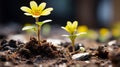 two small yellow flowers are growing out of the ground Royalty Free Stock Photo
