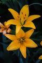 Two small yellow lilies in the front garden in the morning Royalty Free Stock Photo