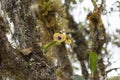 Two small yellow orchids growing up into tree cortex Royalty Free Stock Photo