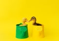 two small yellow and variegated duckling in green metal waterings can on yellow background, selective focus